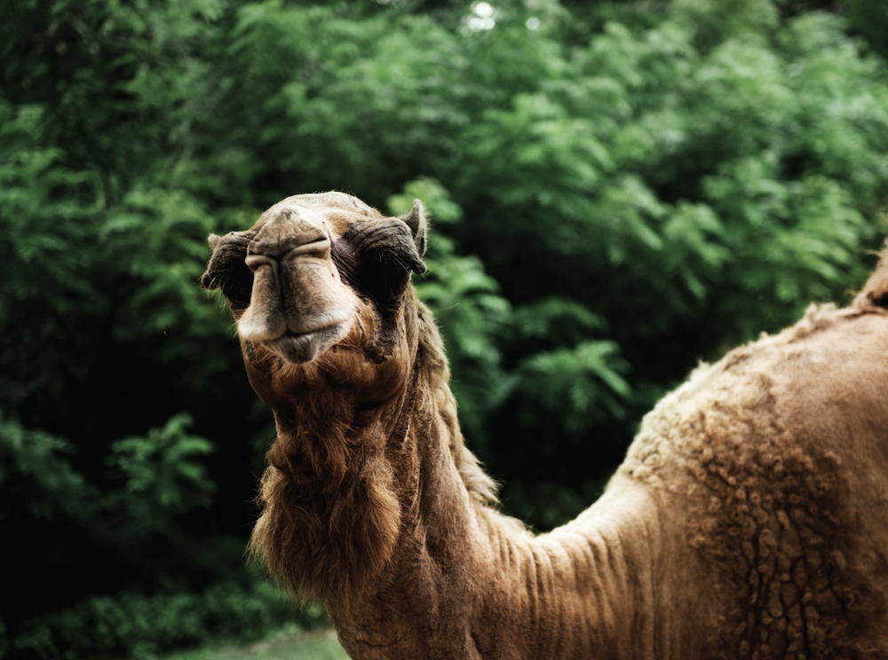 WOULD SIR LIKE CHABLIS WITH HIS CAMEL?