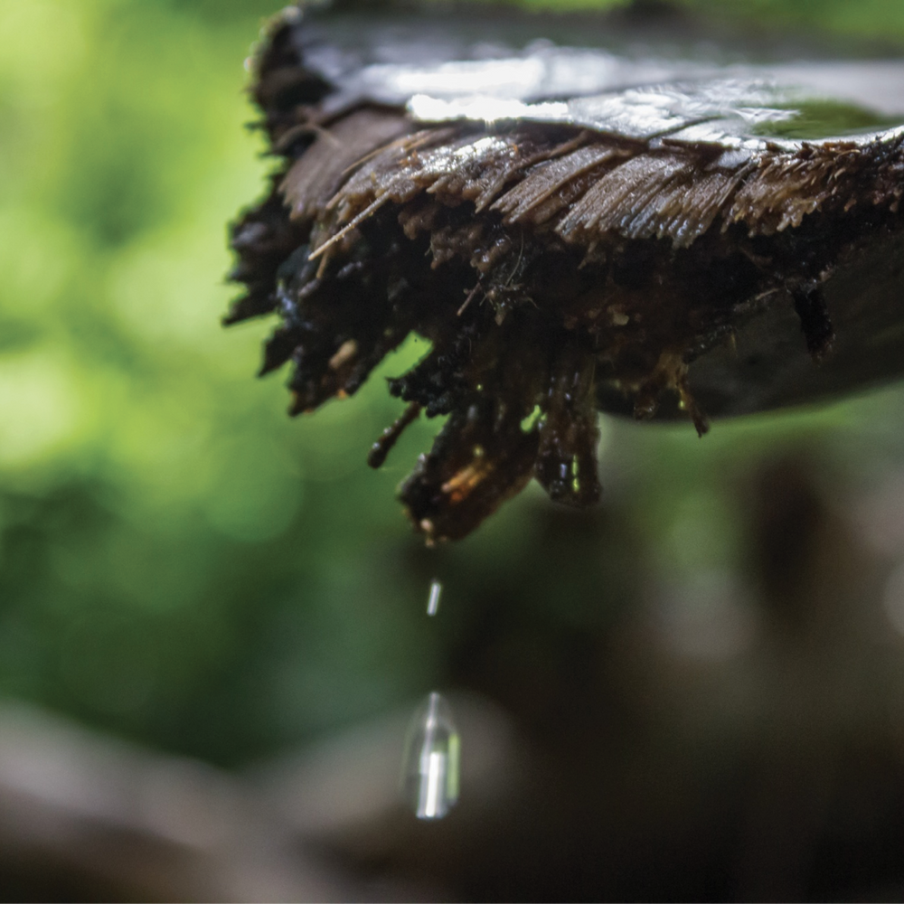 THE WOW IN WOW: CAMPHOR HYDROSOL