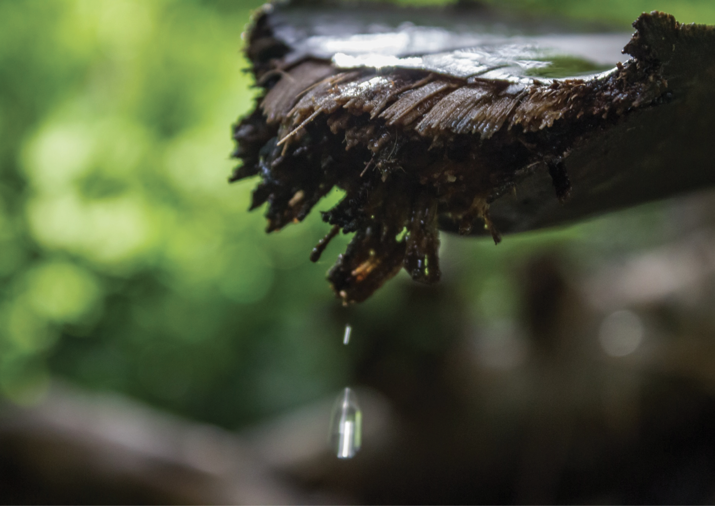 THE WOW IN WOW: CAMPHOR HYDROSOL