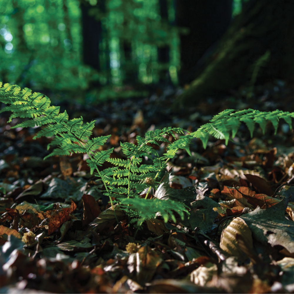 A BREAKTHROUGH (AND A PRECEDENT) FOR MAKING THE MOST OF WEEDS