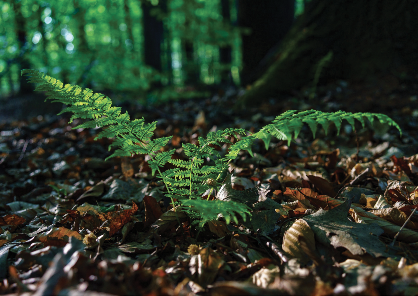 A BREAKTHROUGH (AND A PRECEDENT) FOR MAKING THE MOST OF WEEDS